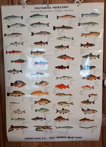 Lot affiches scolaires - 2,