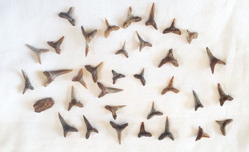 Fossile dents requins - -,