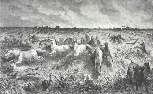 Chevaux sauvages panique - en,