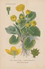 Fleur De Marais (Caltha Palustris) CHROMOLITHOGRAPHIE De 1896 Désiré Bois RAR