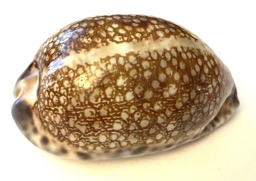 Coquillage cypraea eglantina -  cypraea,