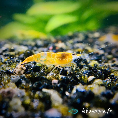 Lot crevettes rili - de,
