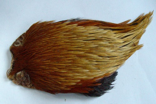 Cou coq indien brun roux - cou,
