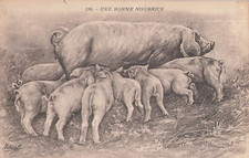 CP ILLUSTREE UNE BONNE NOURRICE - BEBES COCHON AUTOUR TRUIE - 7205