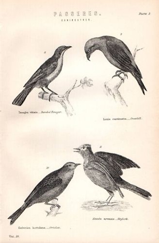 1880 imprimé oiseaux - 1880,