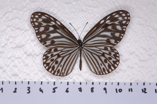 Ideopsis gaura - ,, femelle
