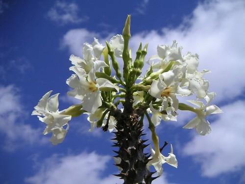 Rare graines pachypodium - rare, de