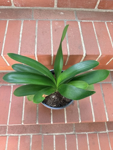 Leaves wide leaf clivia - 10+,