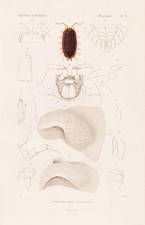 Porcellio Scaber Isopodes Cloportes Krebstiere Engraving Table en Acier Cuvier