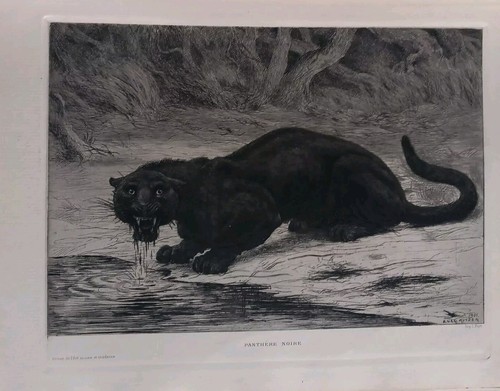 Van muyden panthère noire - ,