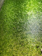 LENTILLES D'EAU-LEMNA MINOR-Portion30g-PLANTE FLOTTANTE-PLANTE AQUARIUM