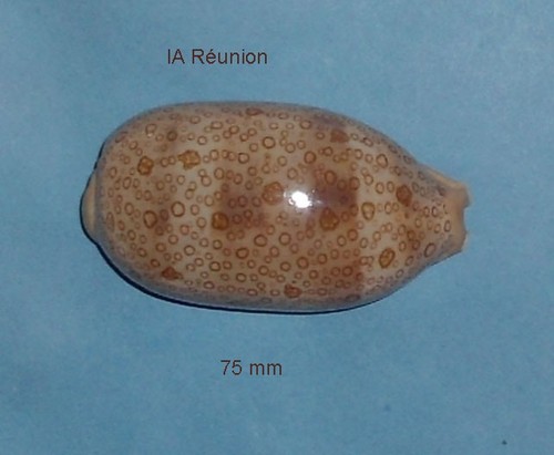 Cyprae argus - ,