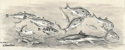 Joseph oberthur poissons - joseph,