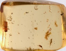 Ambre Copal de Santander 6,17 g Bucaramangite Colombie insectes