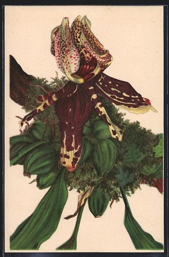Carte postale artiste - postale, d'artiste
