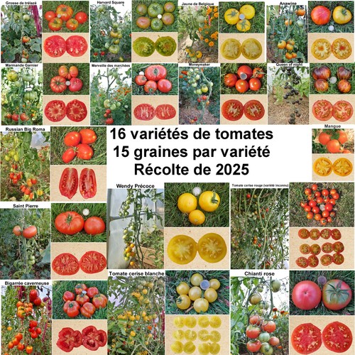 240 graines variétés de - 16,