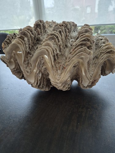 Benitier geant bivalve - benitier,