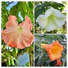 Angel's Trumpet Seed Mix -