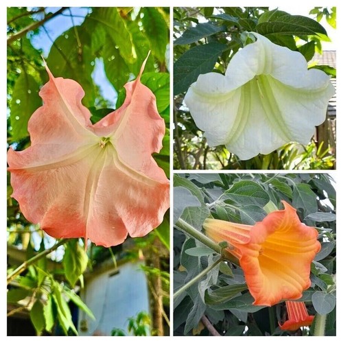 Angel trumpet sortiment mix - angel's,