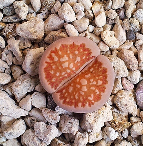 Graines lithops juli ssp - 10,