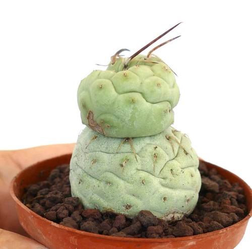 Tephrocactus geometricus