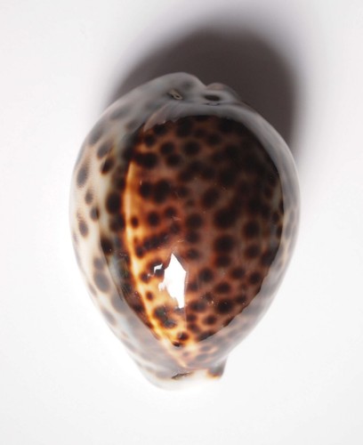 Cypraea tigris