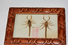 scorpions taxidermie osteologie cabinet de curiosité Insecte