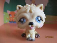 Petshop Chien Chow Chow #662