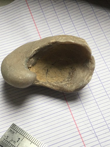 Fossile de - ,