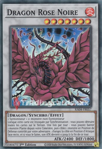 Dragon rose noire - noire,