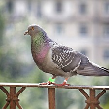 100 pcs bague - de, pigeon
