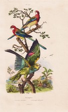 Perroquets Parrot Perruche