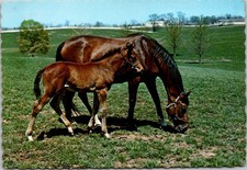 Kentucky Mares and Colts in