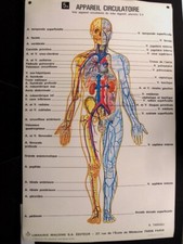 MEDECINE (ECOLE DE) PLANCHE MÉDICALE N°5A - 1975 "APPAREIL CIRCULATOIRE" 96 x60