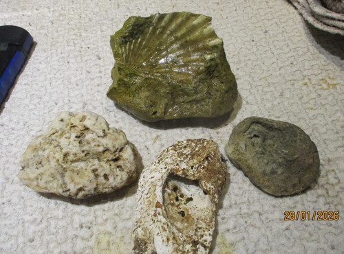 Sauver petit lot d anciens - :,
