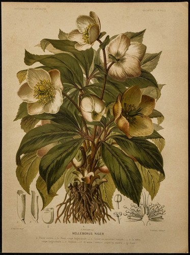 1891 rose de noël - -,