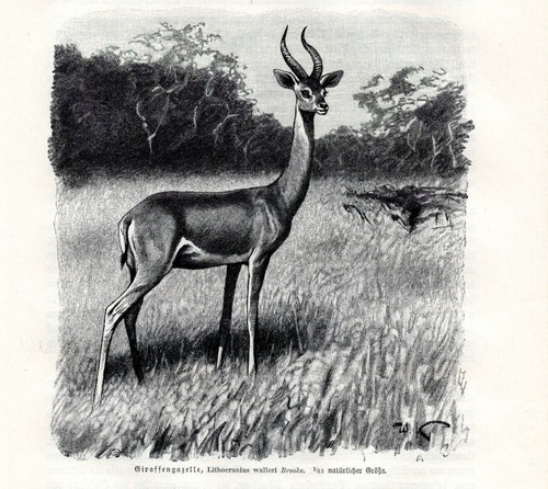 Gazelle girafe litocranius - girafe, (litocranius