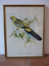 Gravure ancienne Oiseau Perruche – Platycercus flaveolus