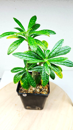 Dorstenia gigas grown - gigas--grown, from