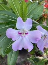 Impatiens Sodenii