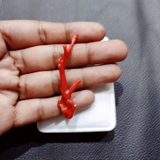 Ancienne branche de corail