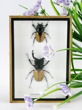 Odontolabis elegans M et F -