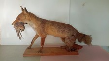 Renard naturalisé avec oiseau sur socle en bois