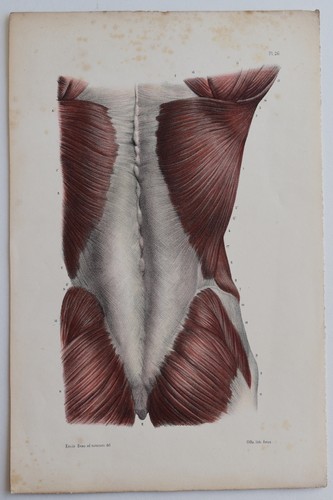 Anatomie myologie région - anatomie,