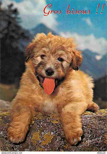 Carte postale animaux - -,