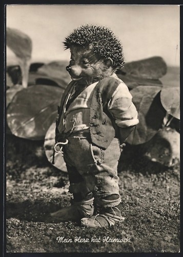 Carte postale mecki sur - postale,