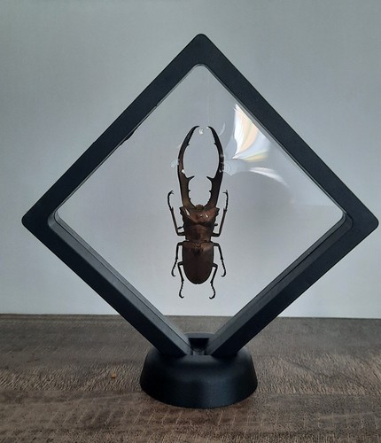 Curiosité taxidermie - curiosité,