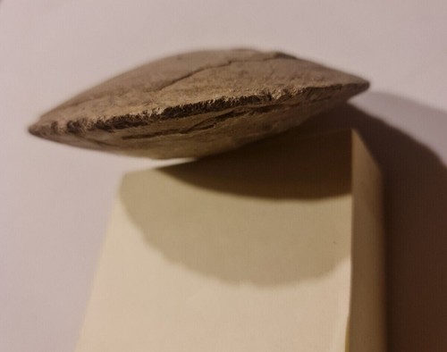 Fossile coquillage x 10 - fossile,