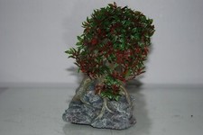 Aquarium Petit Bonsaï Rouge &