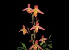 Phragmipedium Olaf Grüss Red